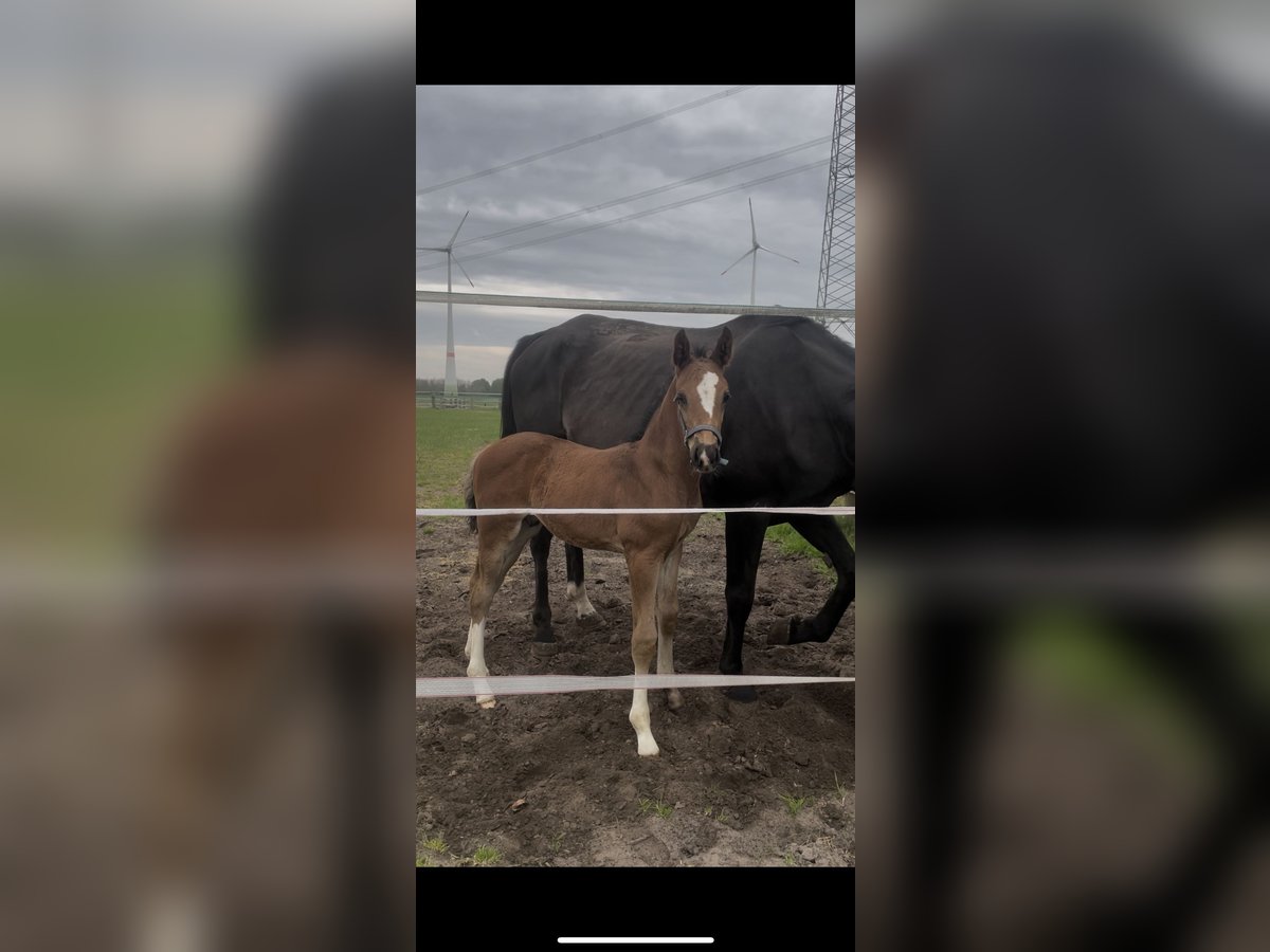 Hannoveraan Hengst  171 cm kan schimmel zijn in Wagenfeld