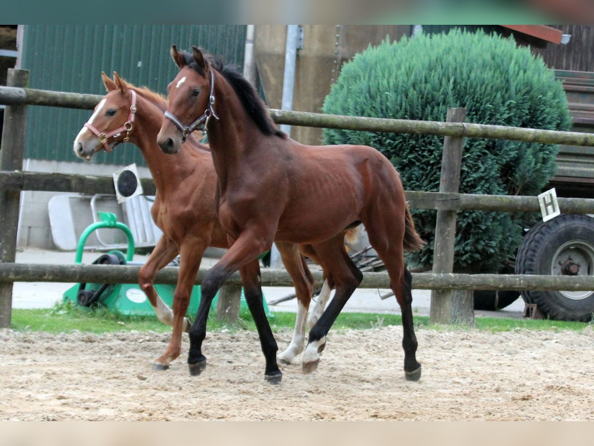 Hannoveraan Hengst veulen (02/2024) 172 cm Bruin in Kutenholz