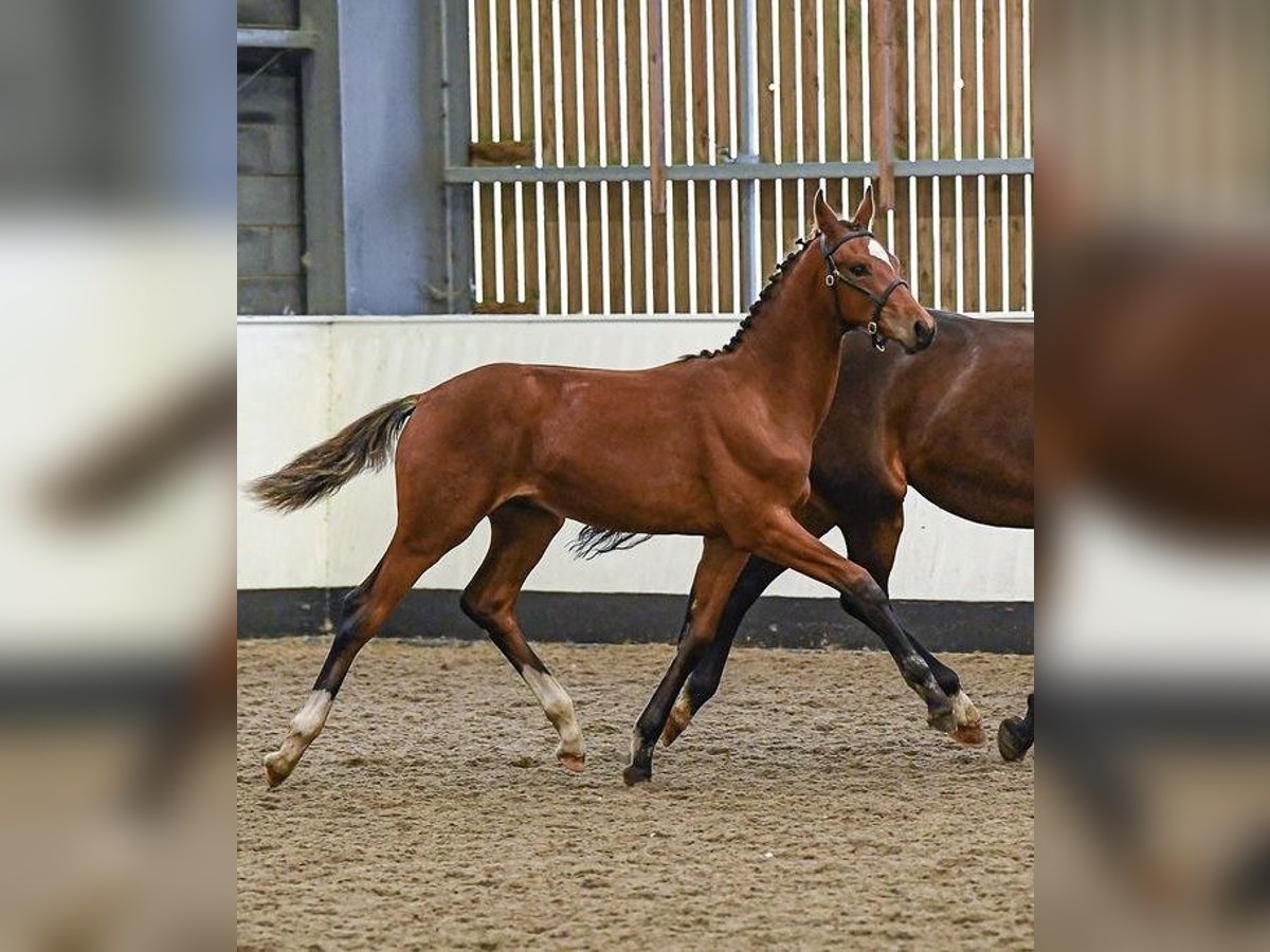 Hannoveraan Hengst veulen (03/2024) 173 cm Roodbruin in Stafford