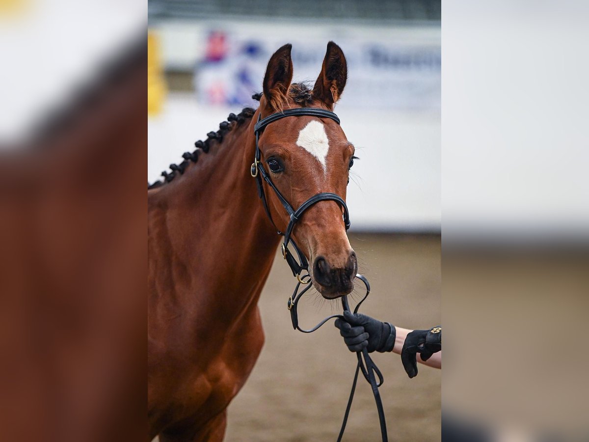 Hannoveraan Hengst veulen (03/2024) 173 cm Roodbruin in Stafford