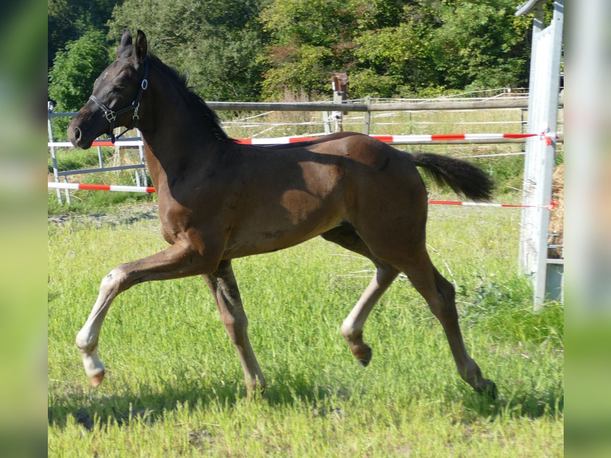 Hannoveraan Hengst veulen (05/2024) 173 cm Zwart in Greifenstein