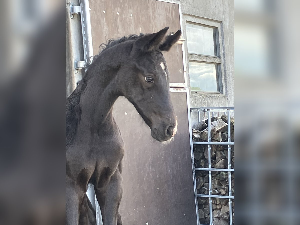 Hannoveraan Hengst veulen (05/2024) 174 cm kan schimmel zijn in Friedeburg Wiesede