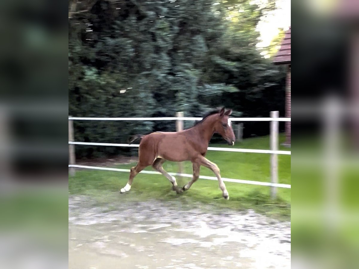Hannoveraan Hengst Veulen (05/2025) 175 cm Bruin in Norden