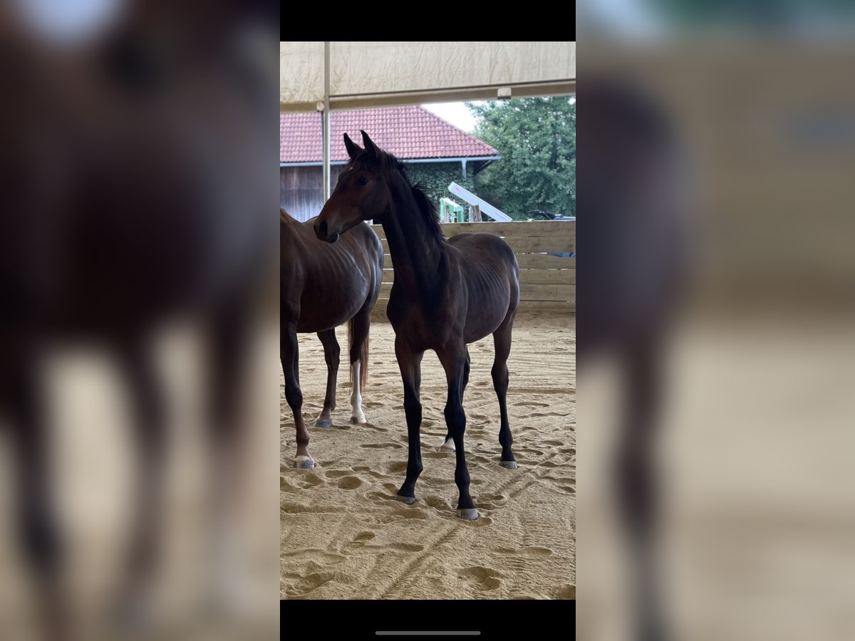 Hannoveraan Hengst Veulen (03/2025) 180 cm Bruin in Hitzendorf