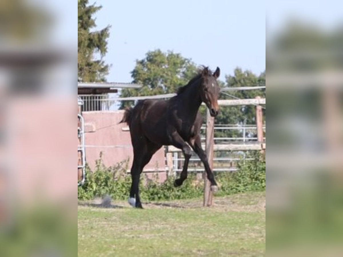 Hannoveraan Hengst Veulen (05/2025) Bruin in Grasberg