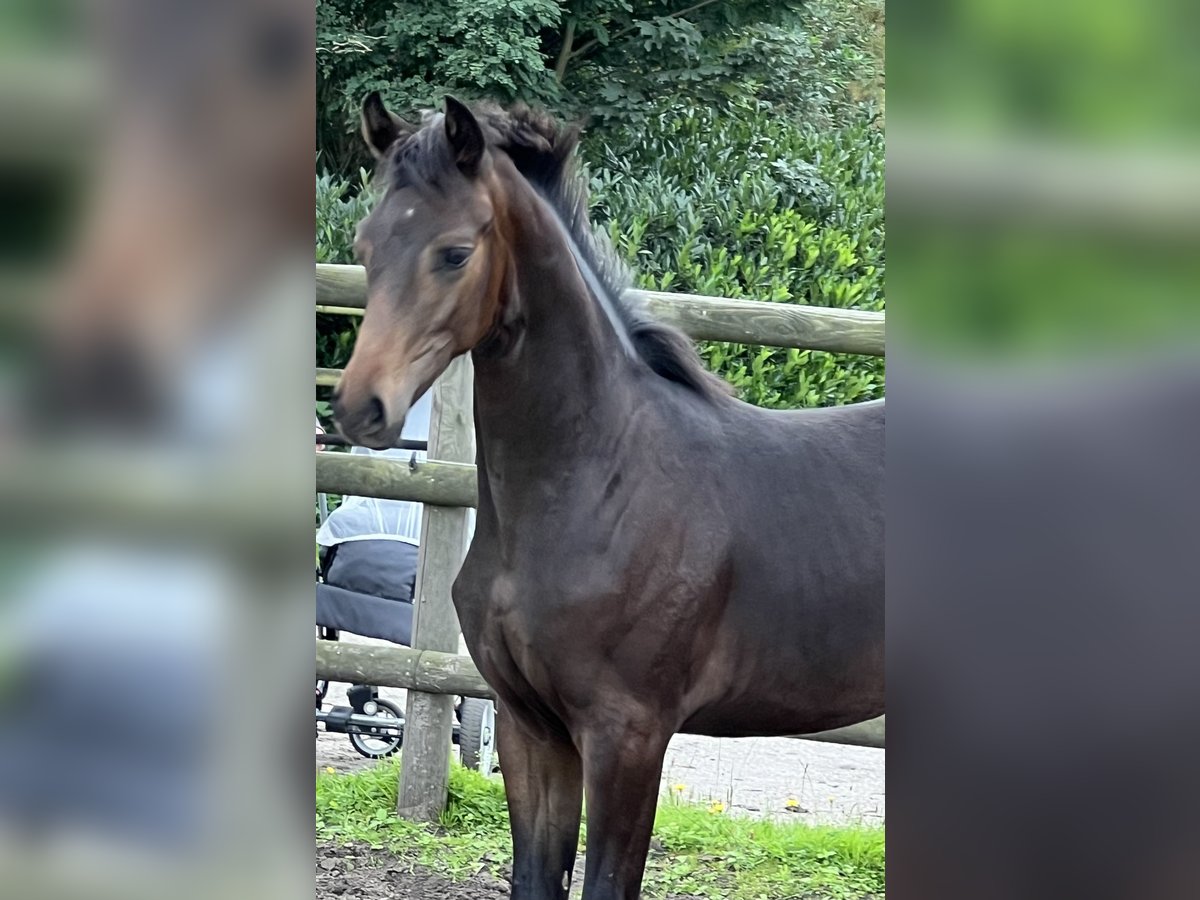 Hannoveraan Hengst veulen (01/2024) Bruin in Wagenfeld