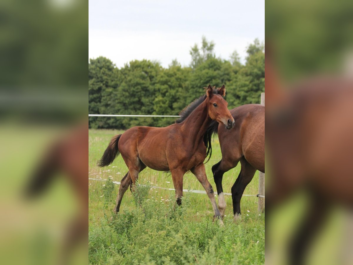 Hannoveraan Hengst Veulen (03/2025) Bruin in Walchum