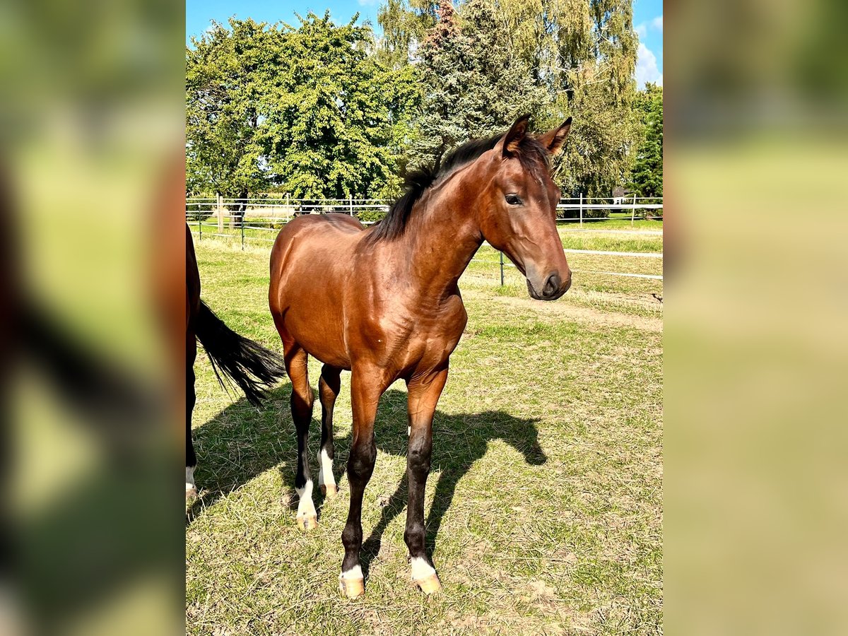 Hannoveraan Hengst veulen (04/2024) Bruin in Elze