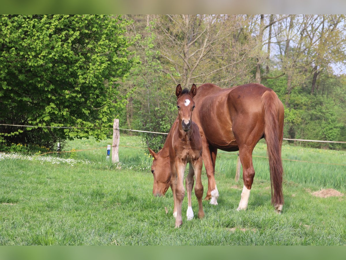Hannoveraan Hengst  Bruin in Borgholzhausen