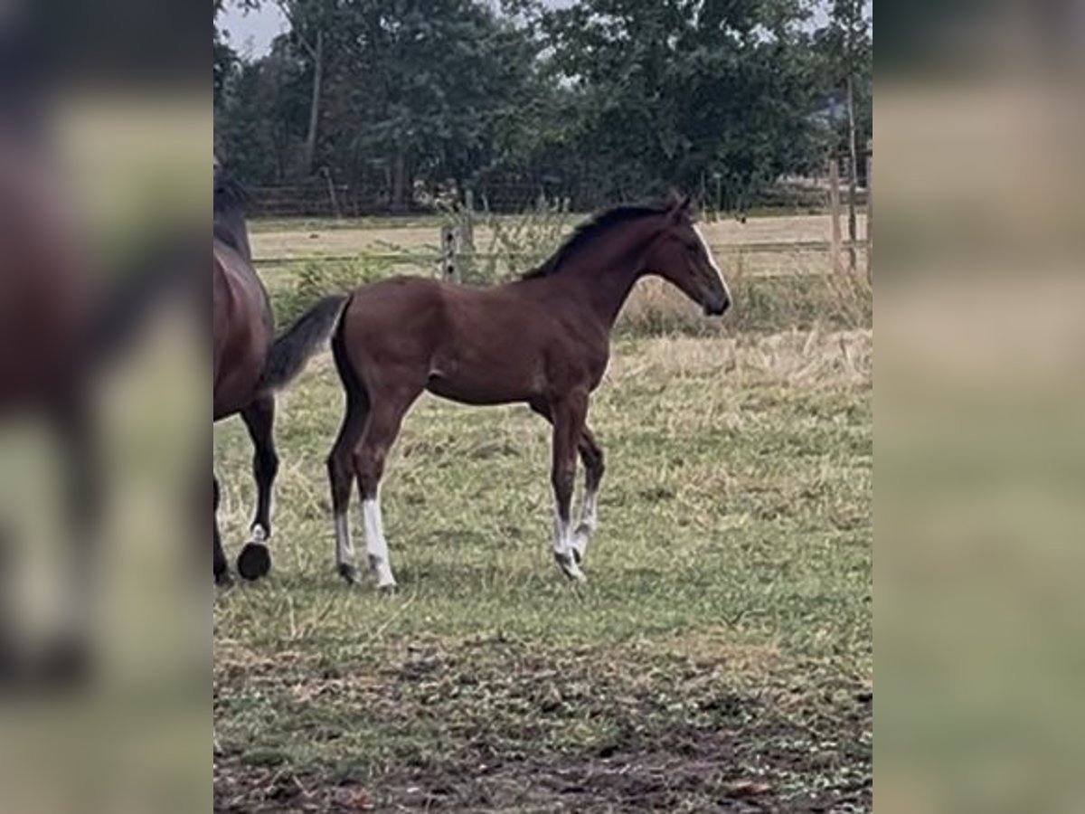 Hannoveraan Hengst Veulen (05/2025) Bruin in Langwedel