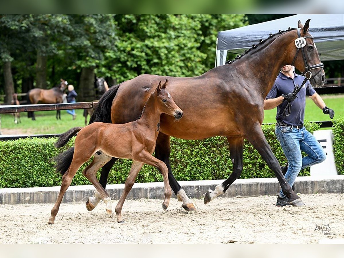 Hannoveraan Hengst  Donkerbruin in Grethem