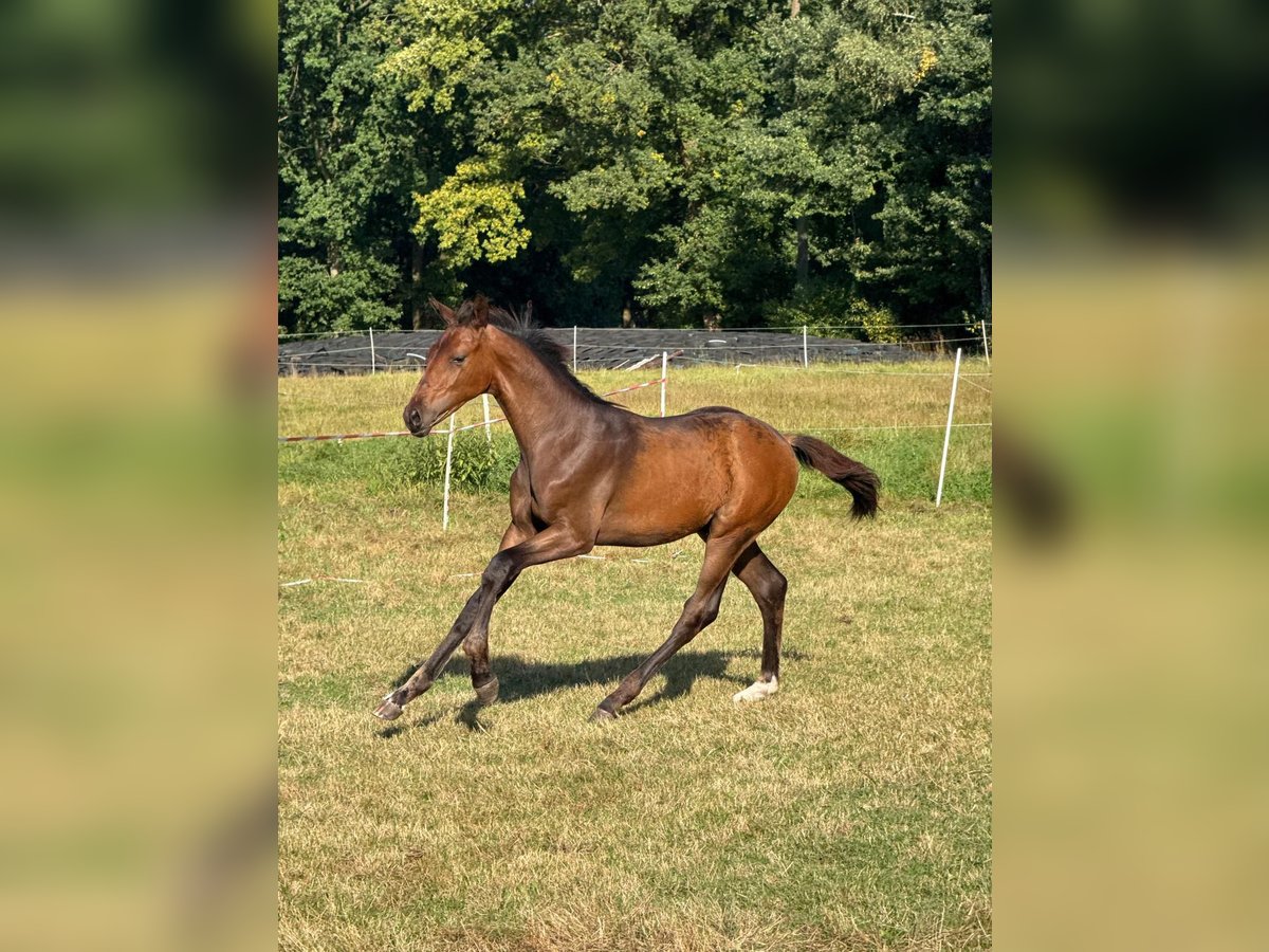 Hannoveraan Hengst Veulen (05/2025) Donkerbruin in Walsrode