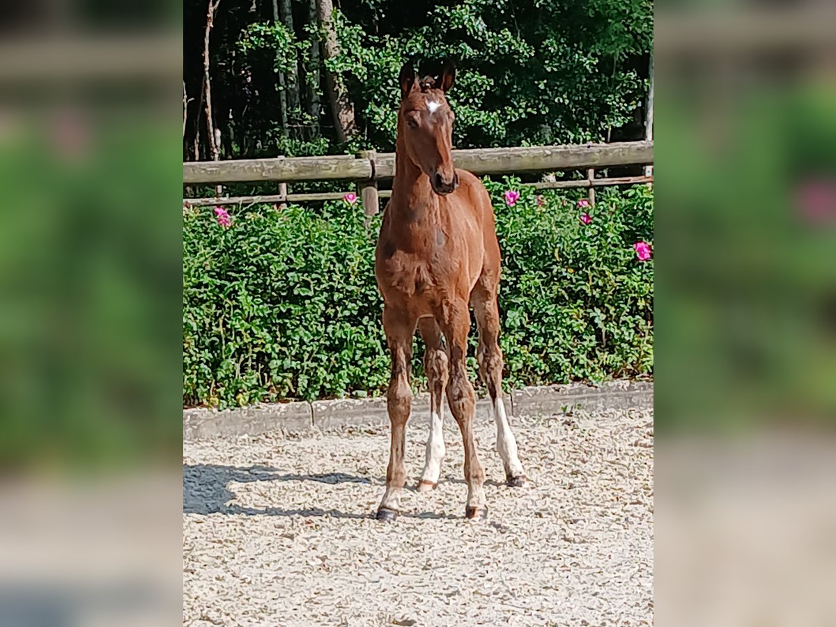 Hannoveraan Hengst  Donkerbruin in Weste
