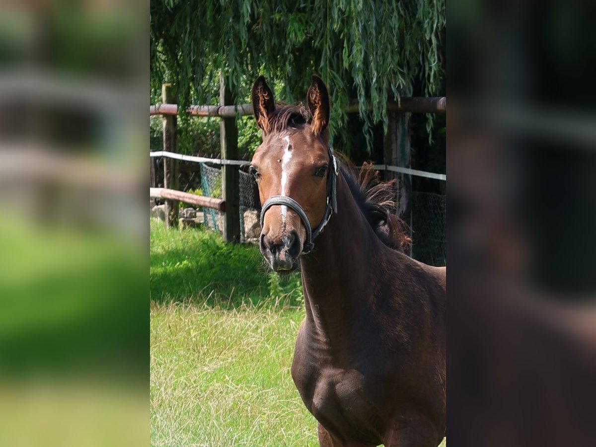 Hannoveraan Hengst Veulen (05/2025) Donkerbruin in Stadthagen