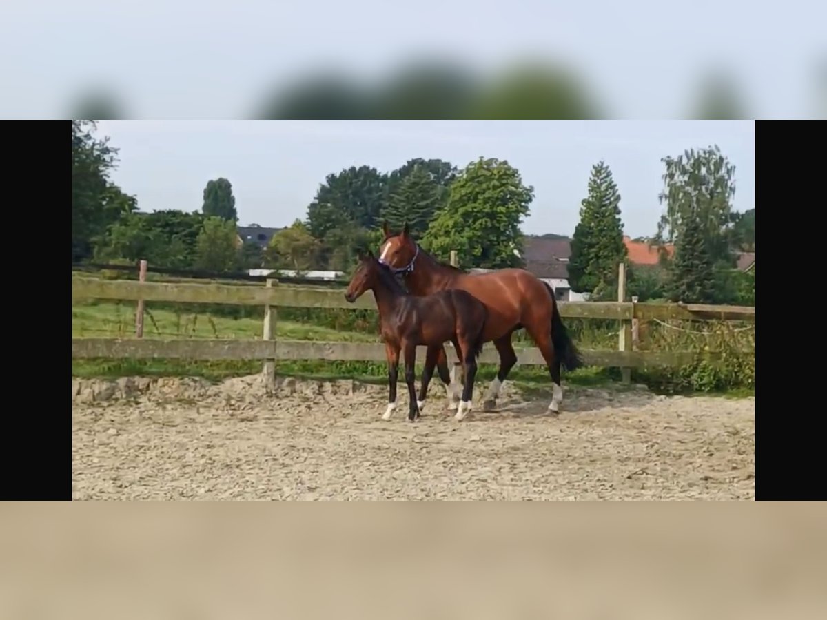 Hannoveraan Hengst veulen (03/2024) Donkerbruin in Stokkum