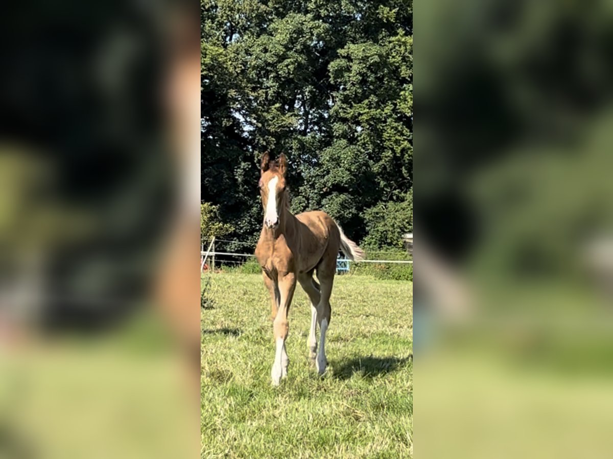 Hannoveraan Hengst veulen (05/2024) Donkere-vos in Bergisch Gladbach