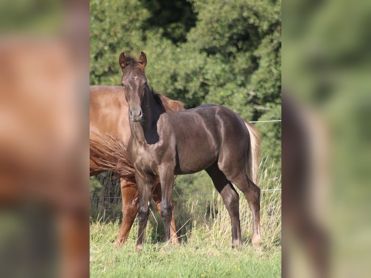 Hannoveraan Hengst Veulen (03/2025) Donkere-vos in Bergisch Gladbach