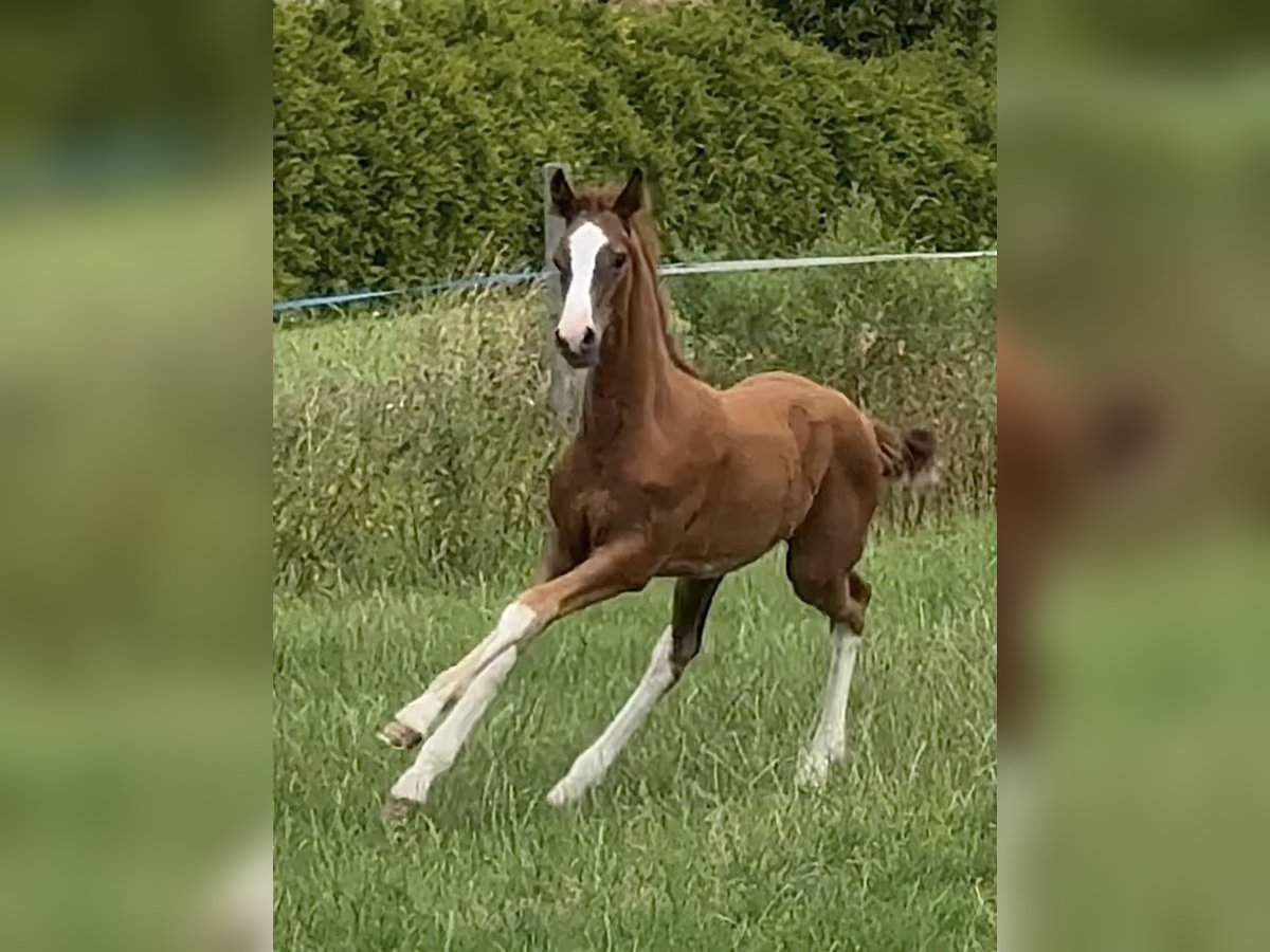 Hannoveraan Hengst Veulen (01/2025) Donkere-vos in Meerstad Hannoveraan Hengst Veulen (01/2025) Donkere-vos in Meerstad