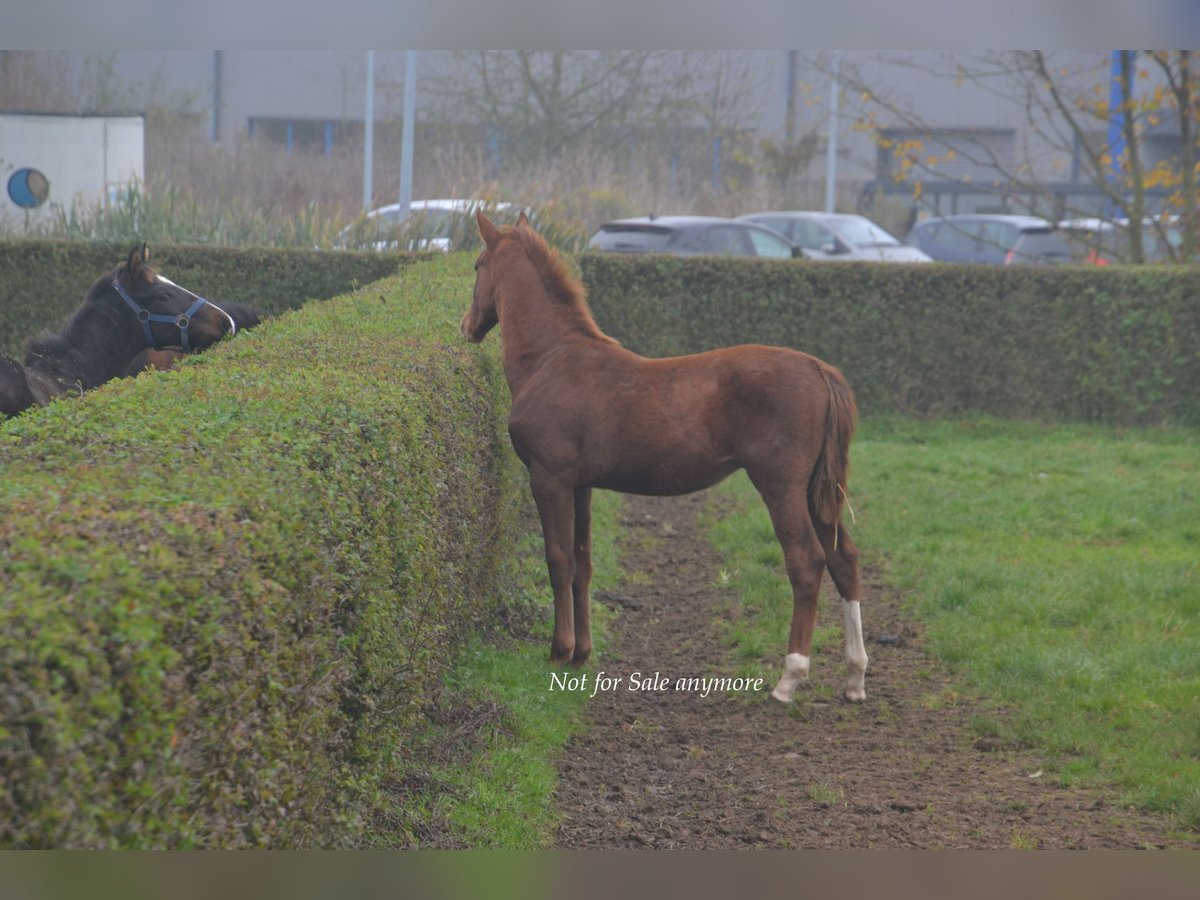 Hannoveraan Hengst veulen (05/2024) Donkere-vos in Moers