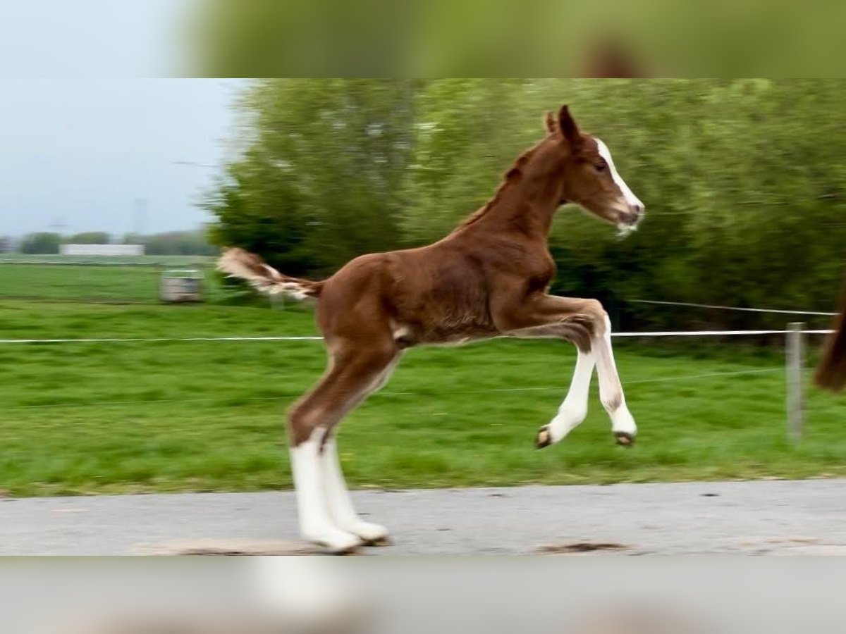 Hannoveraan Hengst  Donkere-vos in Münster