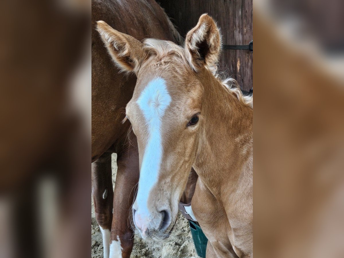 Hannoveraan Hengst  Palomino in Fulda
