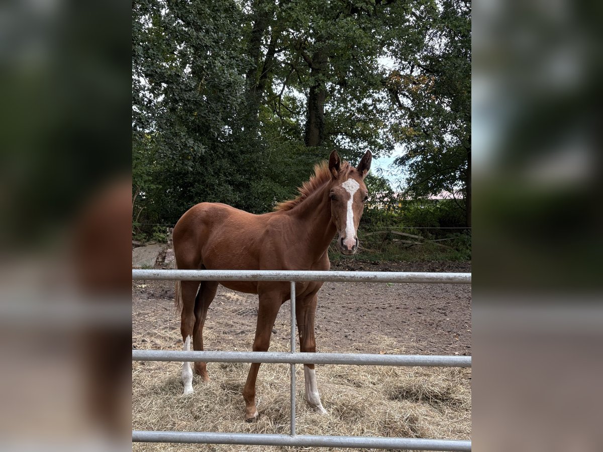 Hannoveraan Hengst Veulen (05/2025) Vos in Visselh&#xF6;vede