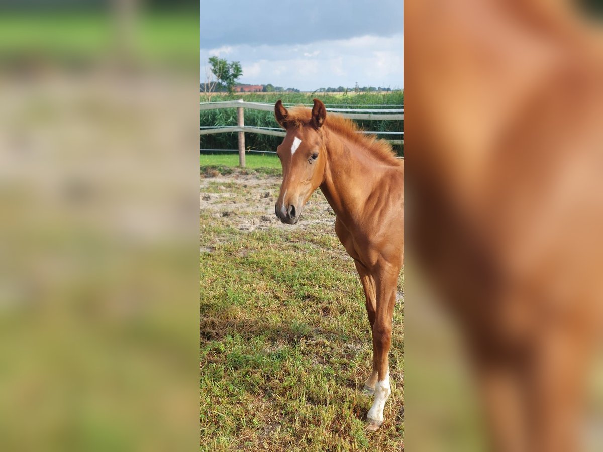 Hannoveraan Hengst Veulen (03/2025) Vos in Dornum Nesse