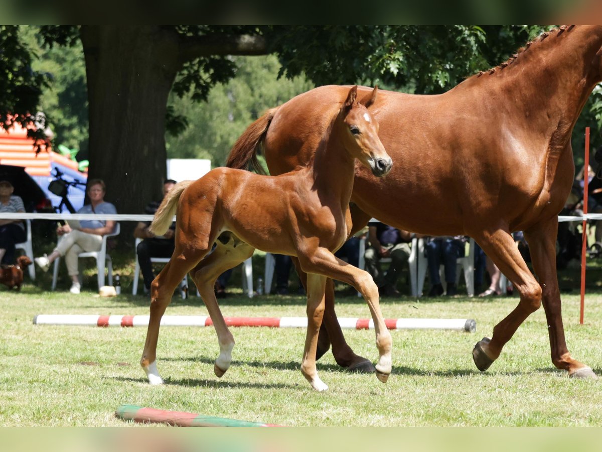 Hannoveraan Hengst veulen (06/2024) Vos in Woltersdorf