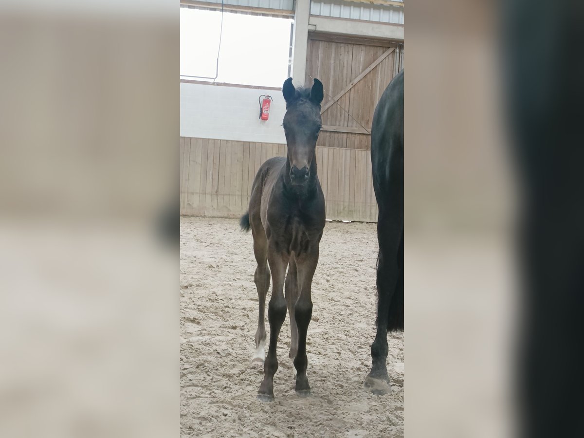 Hannoveraan Hengst  Zwart in Barenburg