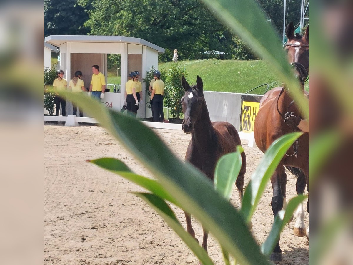 Hannoveraan Hengst Veulen (04/2025) Zwart in Tarmstedt