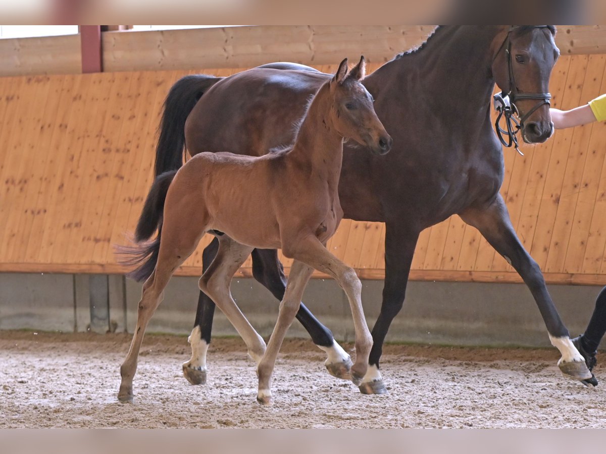 Hannoveraan Hengst veulen (04/2024) Zwartbruin in Mudau