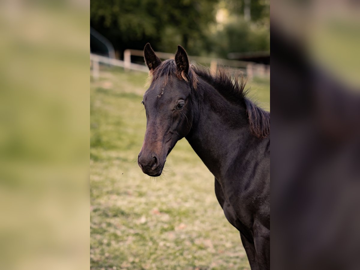 Hannoveraan Hengst Veulen (05/2025) Zwartbruin in Schmitten
