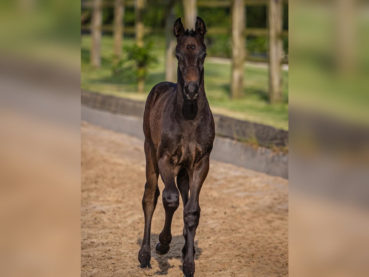 Hannoveraan Hengst  Zwartschimmel in Gronau (Leine)