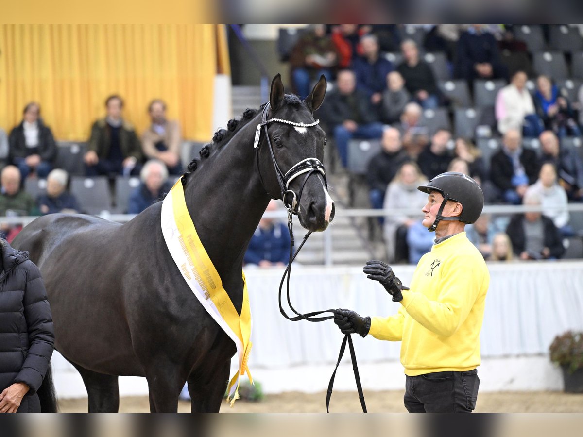 Hannoveraan Hengst Zwart in Adelheidsdorf