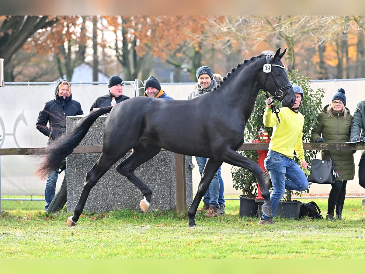 Hannoveraan Hengst Zwart in Adelheidsdorf
