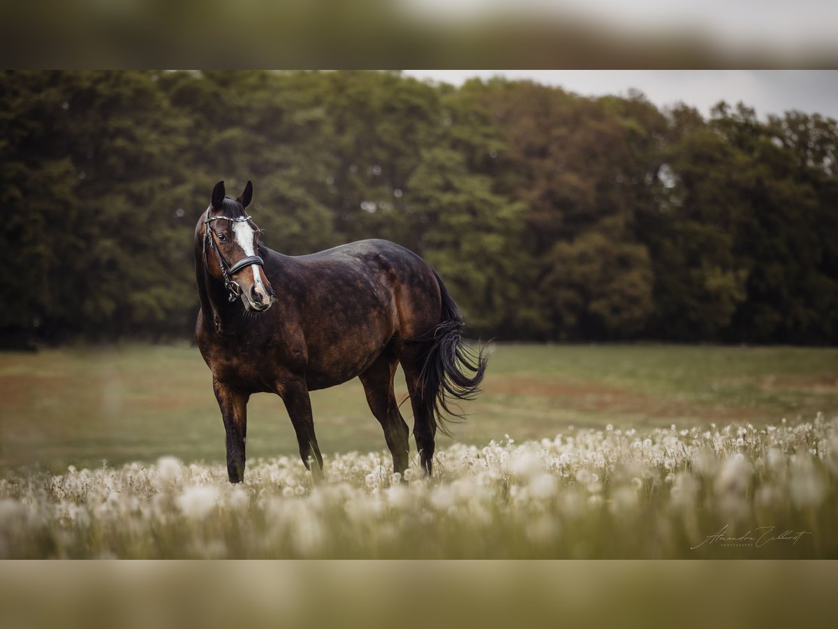 Hannoveraan Merrie 10 Jaar 160 cm Donkerbruin in Korbach