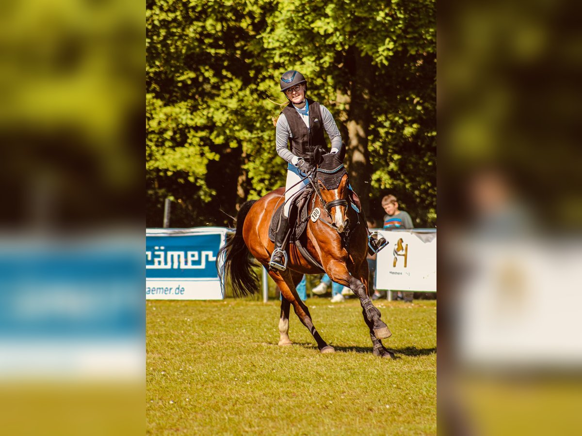 Hannoveraan Merrie 10 Jaar 163 cm Bruin in Warpe