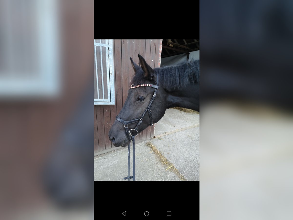 Hannoveraan Merrie 10 Jaar 163 cm Donkerbruin in R&#xF6;dinghausen