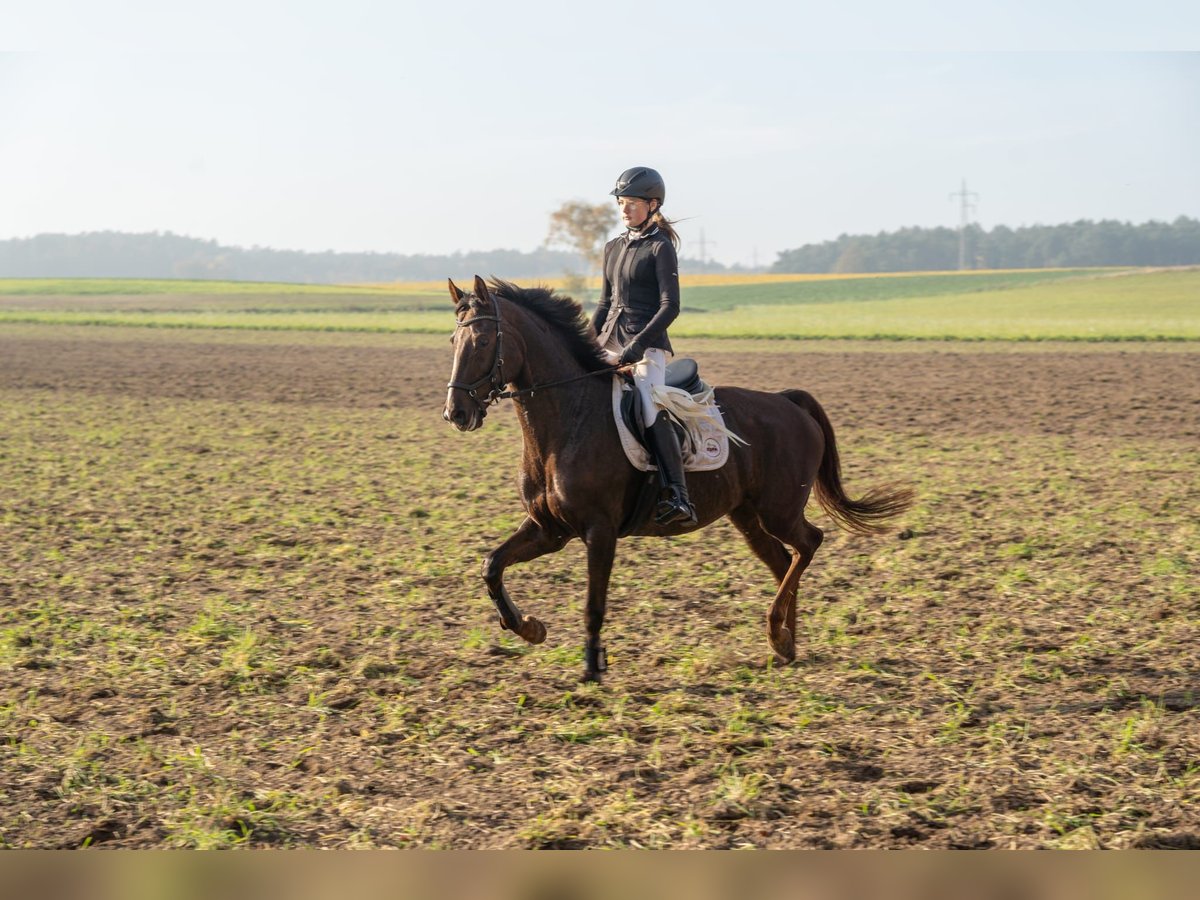 Hannoveraan Merrie 10 Jaar 164 cm Donkere-vos in Zernien