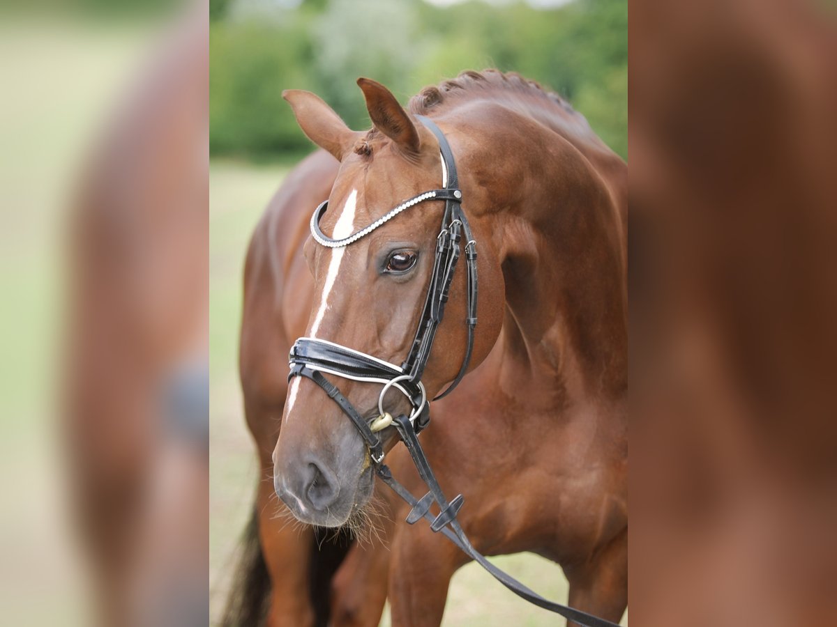 Hannoveraan Merrie 10 Jaar 165 cm Donkere-vos in Ennigerloh