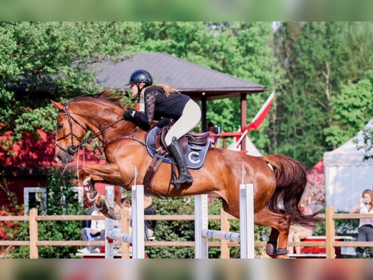 Hannoveraan Merrie 10 Jaar 166 cm Donkere-vos in Ahlerstedt