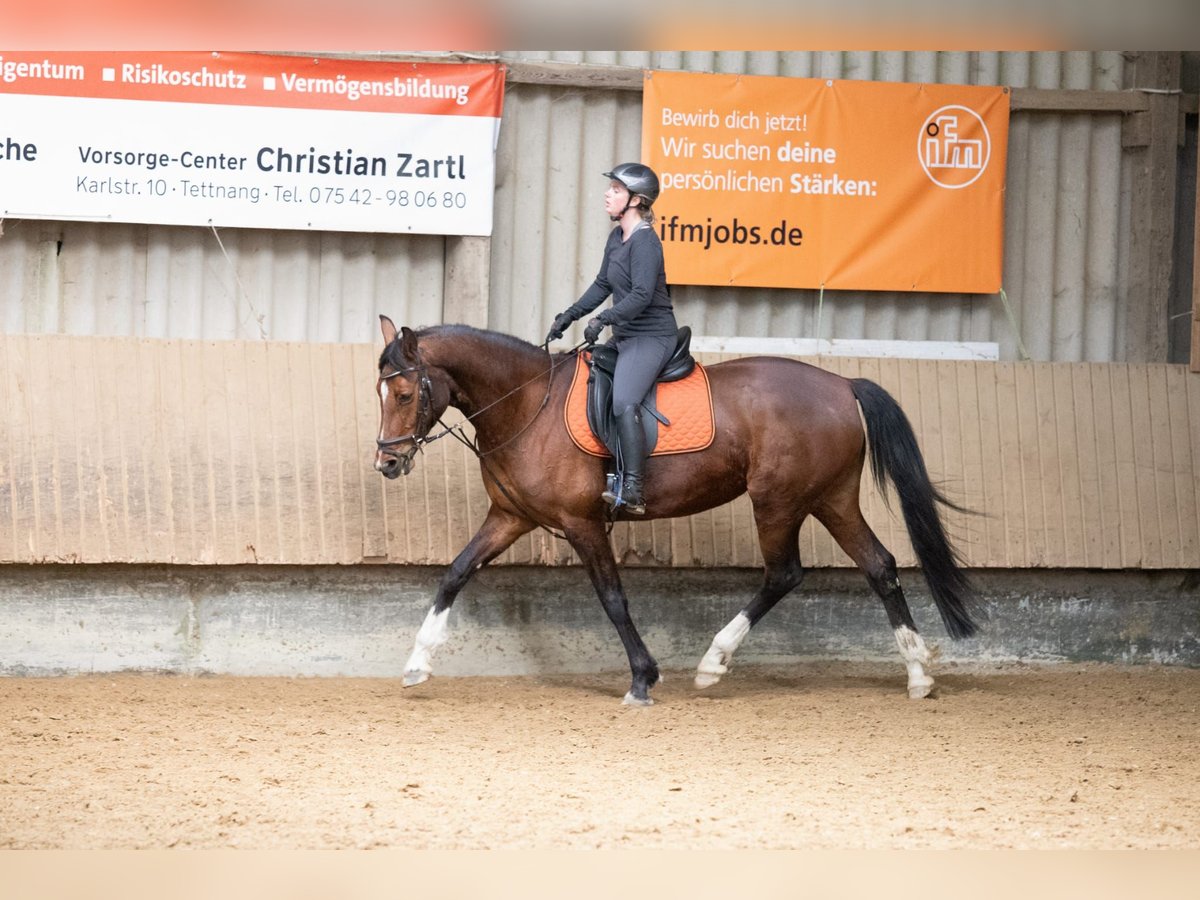 Hannoveraan Merrie 10 Jaar 167 cm Bruin in Grünkraut