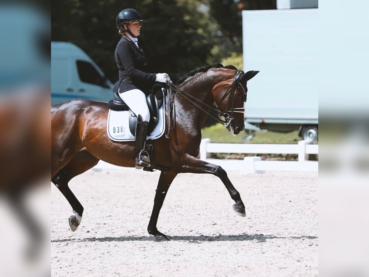 Hannoveraan Merrie 10 Jaar 167 cm Zwartbruin in Dreieich
