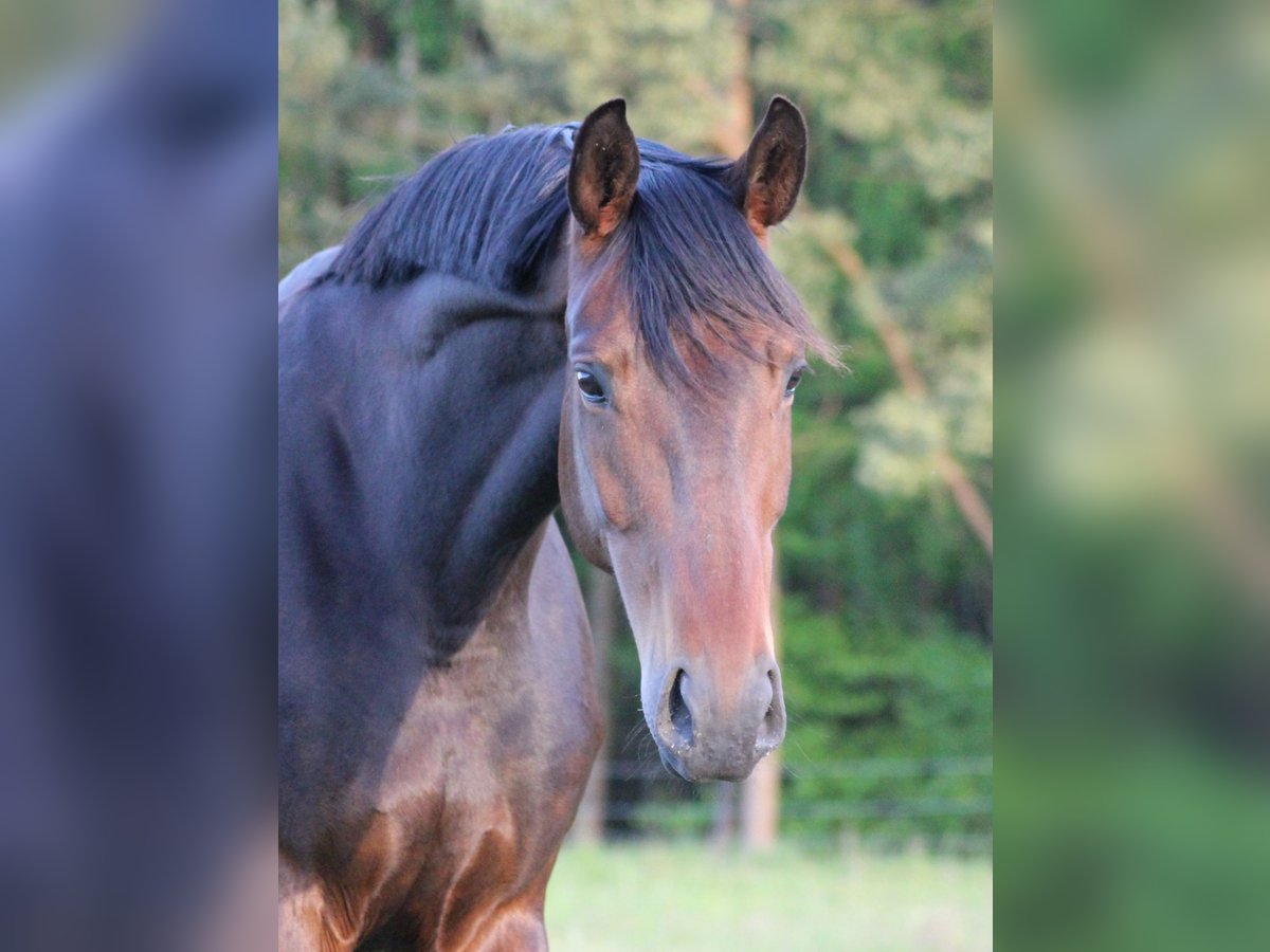 Hannoveraan Merrie 10 Jaar 170 cm Bruin in Weitendorf