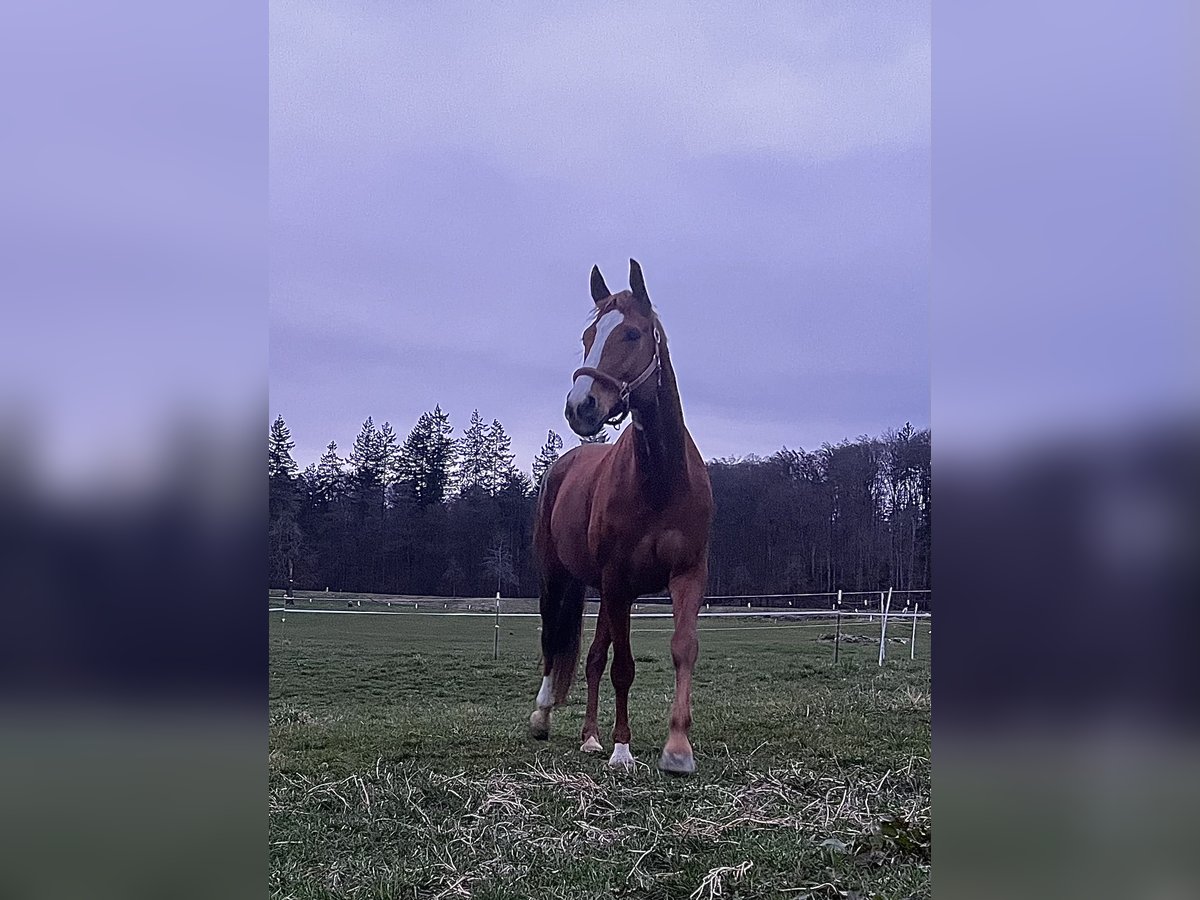 Hannoveraan Merrie 10 Jaar 170 cm Vos in Moos