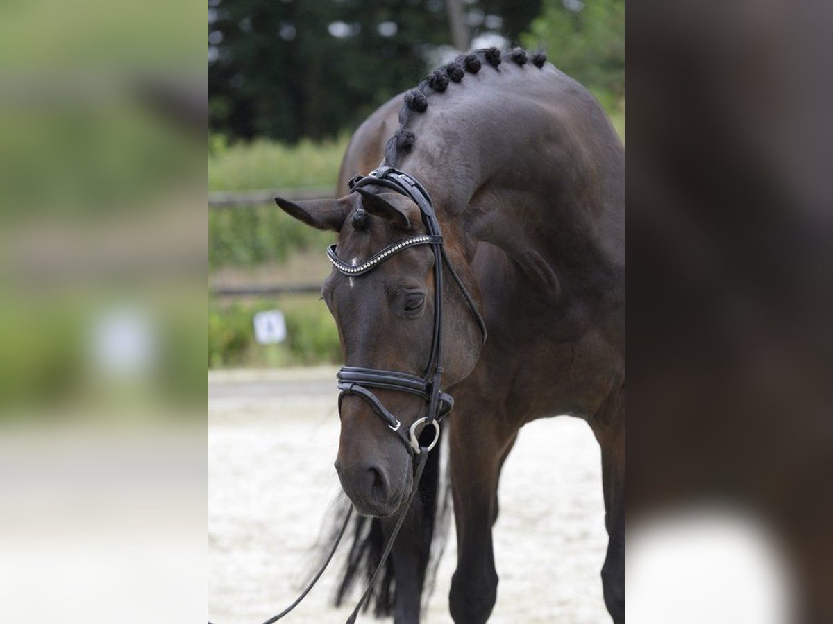 Hannoveraan Merrie 10 Jaar 172 cm Bruin in Sassenberg