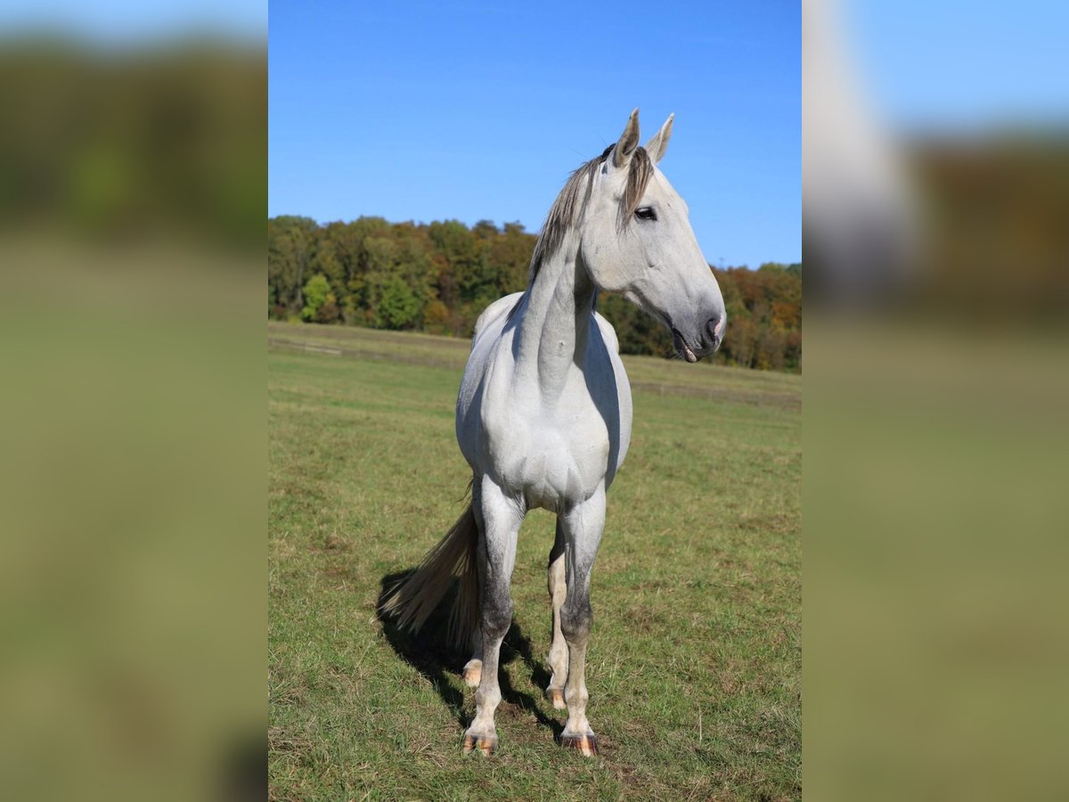 Hannoveraan Merrie 10 Jaar 175 cm Schimmel in Herleshausen