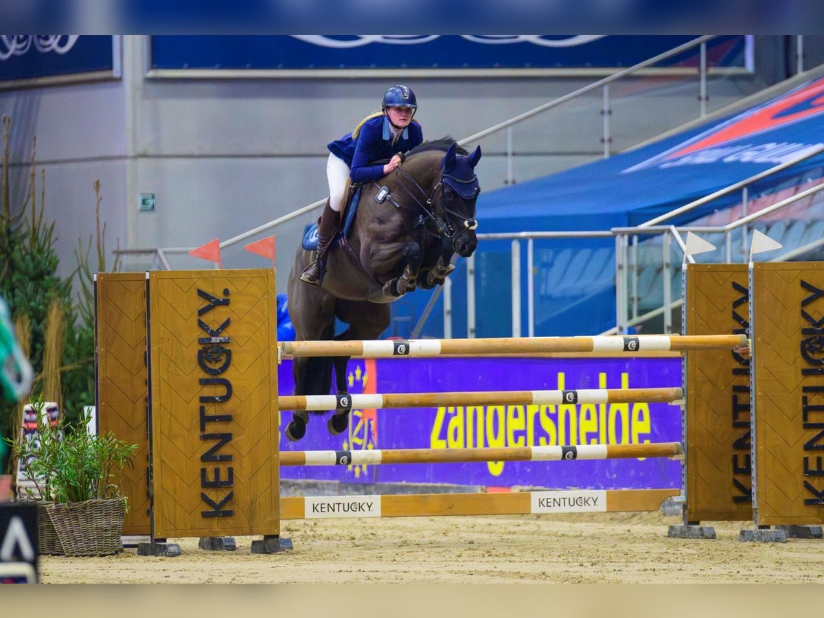 Hannoveraan Merrie 11 Jaar 164 cm Zwart in Gnarrenburg