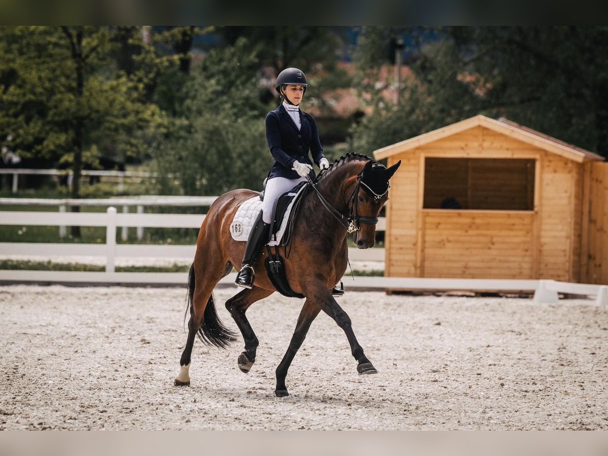 Hannoveraan Merrie 11 Jaar 166 cm Donkerbruin in BrunnthalBrunnthal