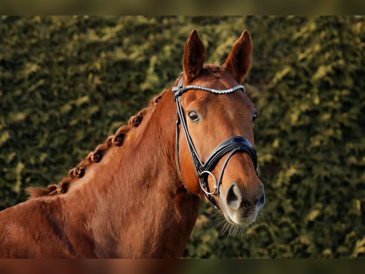 Hannoveraan Merrie 11 Jaar 168 cm Vos in Altenstadt